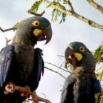 Arara Azul de Lear