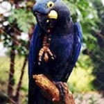 Arara Azul de Lear