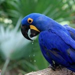 Arara Azul de Lear