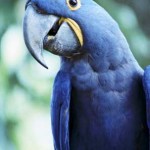Arara Azul de Lear