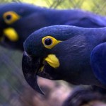 Arara Azul de Lear