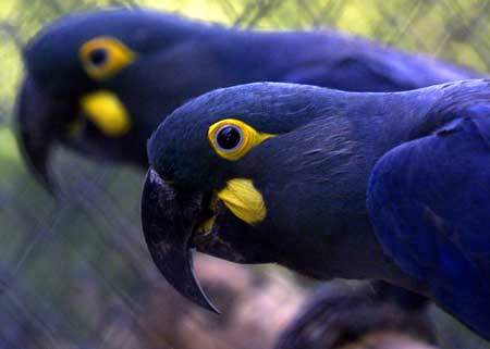 Arara Azul de Lear