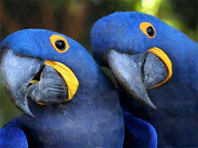 Arara Azul Grande