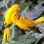 Ararajuba