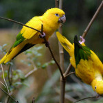 Ararajuba
