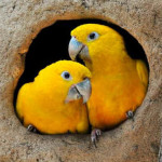 Ararajuba
