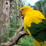 Ararajuba