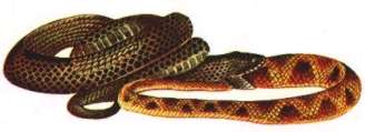 Aspectos Morfológicos e Funcionais da Cobra Aspectos Morfológicos e Funcionais da Cobra
