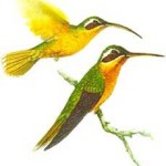 Balança-Rabo-Canela