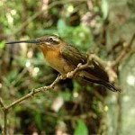 Balança-Rabo-Canela