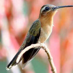 Balança-Rabo-Canela