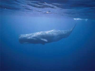 Baleia Cachalote