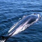 Baleia-Fin