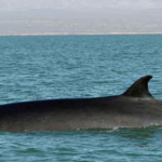 Baleia-Fin