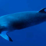 Baleia-Fin