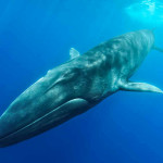 Baleia-Fin