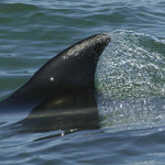 Baleia-Fin