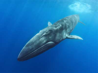 Baleia-Fin