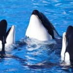 Baleia Orca