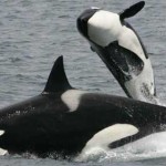 Baleia Orca