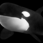Baleia Orca