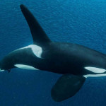Baleia Orca