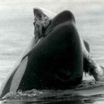 Baleia Orca