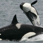 Baleia Orca