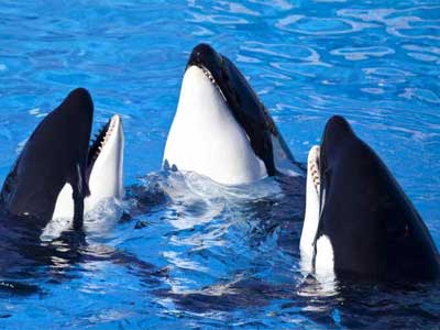 Baleia Orca