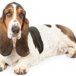 Basset Hound