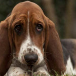 Basset Hound