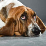 Basset Hound