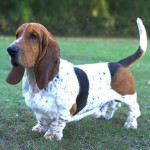 Basset Hound