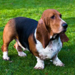 Basset Hound