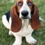 Basset Hound