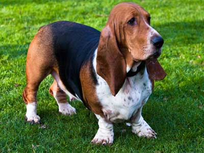 Basset Hound