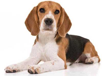 Beagle