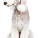 Bedlington Terrier