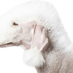 Bedlington Terrier