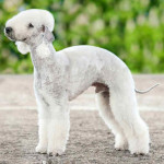 Bedlington Terrier