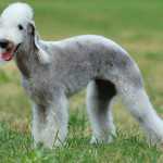 Bedlington Terrier