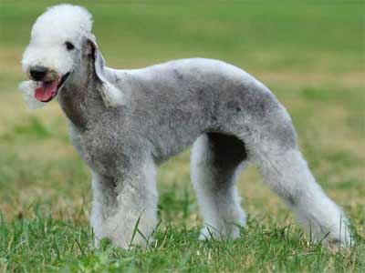 Bedlington Terrier