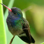 Beija-Flor