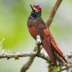 Beija-Flor