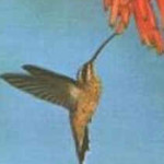 Beija-Flor
