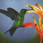 Beija-Flor