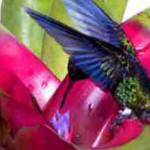Beija-Flor