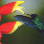 Beija-Flor