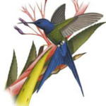 Beija-Flor