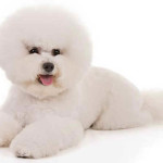 Bichon Frisé